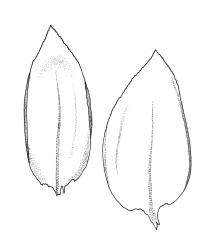 Platyhypnidium austrinum, branch leaves. Drawn from B.H. Macmillan 72/1073, CHR 164806.
 Image: R.C. Wagstaff © Landcare Research 2019 CC BY 3.0 NZ